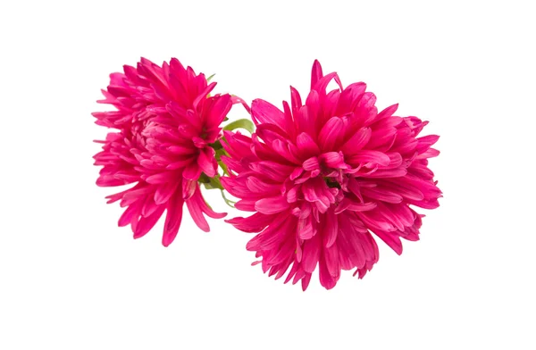 Pink aster flowers — Stock Photo, Image