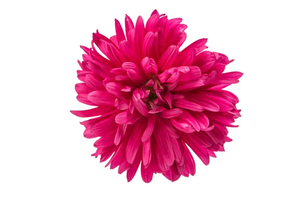 Flor rosa aster — Fotografia de Stock