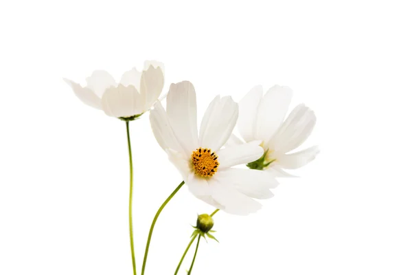 Daisy flower isolated — Stock Photo, Image