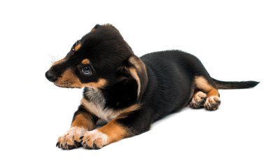 Dachshund şirin köpek yavrusu