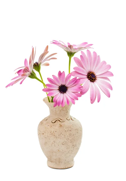 Witte en roze Osteospermum Daisy — Stockfoto