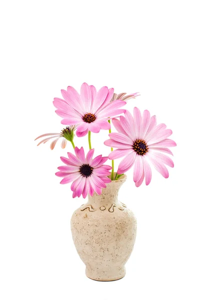 Beyaz ve pembe Osteospermum papatya — Stok fotoğraf