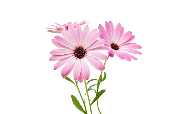 白色和粉色 Osteospermum 雏菊 — 图库照片