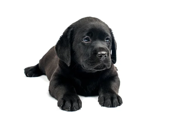 Zwarte labrador puppy — Stockfoto