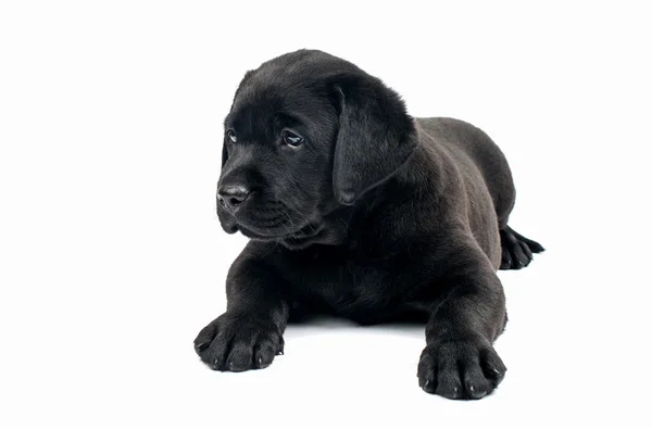 Cachorro labrador negro — Foto de Stock