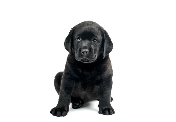 Zwarte labrador puppy — Stockfoto