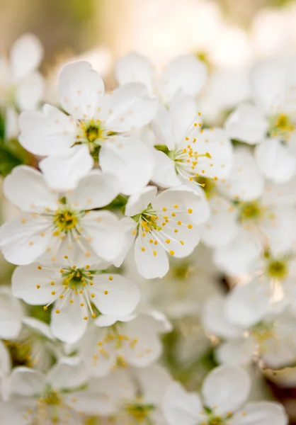 Spring background of flowers — Stock Photo, Image