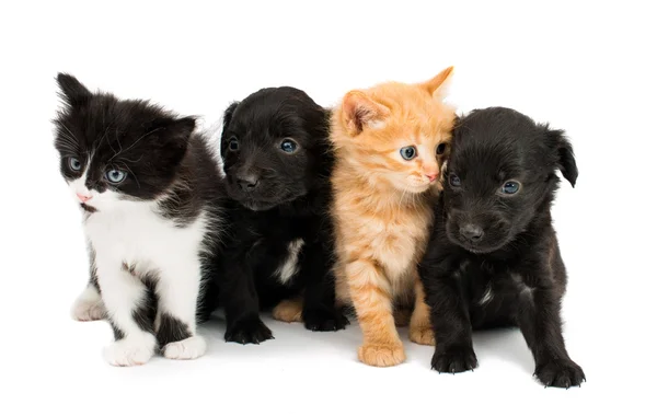 Spaniel puppy met een kitten — Stockfoto