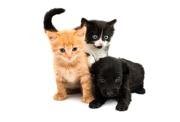 Spaniel puppy met een kitten — Stockfoto