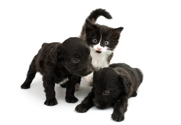 Spaniel puppy met een kitten — Stockfoto