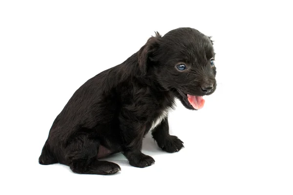 Spaniel cachorro — Foto de Stock