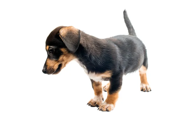 Teckel schattige puppy — Stockfoto