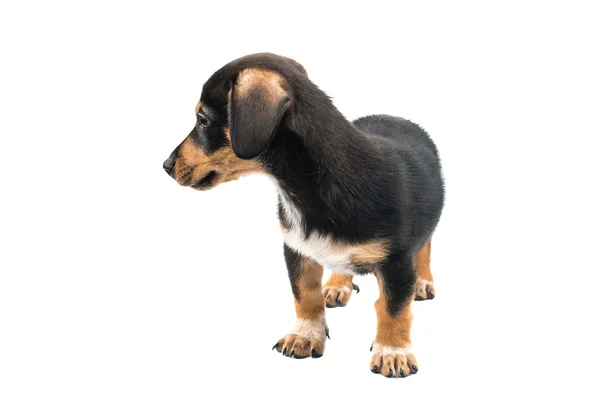 Dachshund şirin köpek yavrusu — Stok fotoğraf