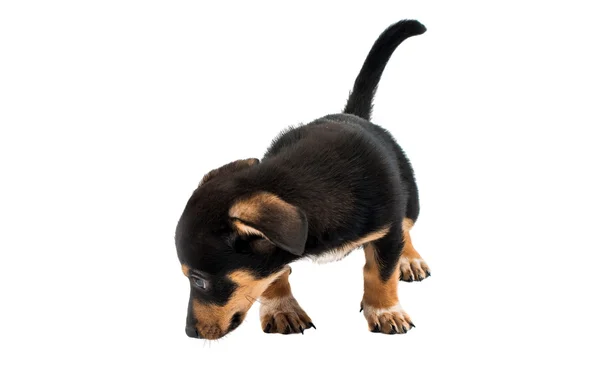 Dachshund cute puppy — Stock Photo, Image