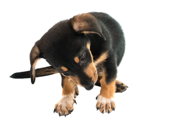 Dachshund cute puppy — Stock Photo, Image