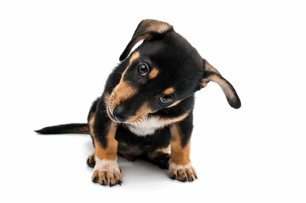 Dachshund cachorrinho bonito — Fotografia de Stock