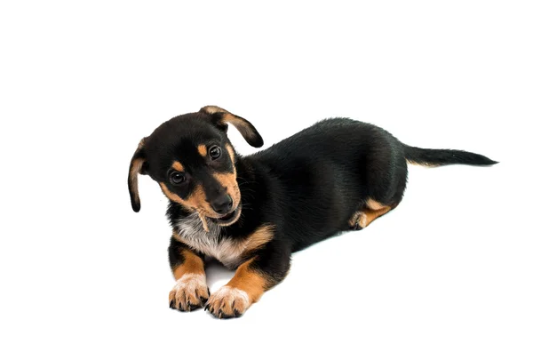 Dachshund cachorrinho bonito — Fotografia de Stock