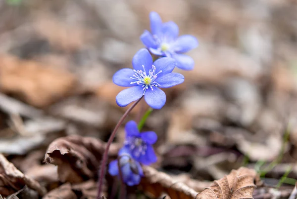 Blue hepatica flowers — Stock Photo, Image