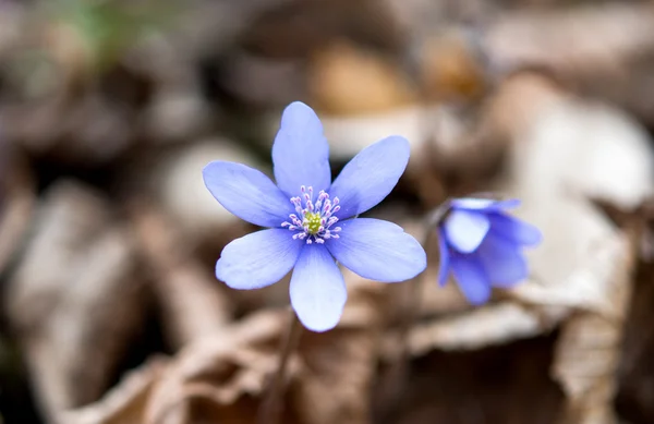 Blue hepatica flowers — Stock Photo, Image