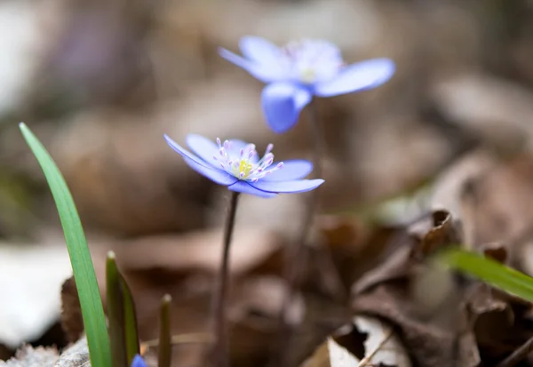 Mavi mantarı çiçekler — Stok fotoğraf