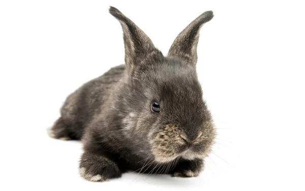 Pequeño conejo lindo —  Fotos de Stock