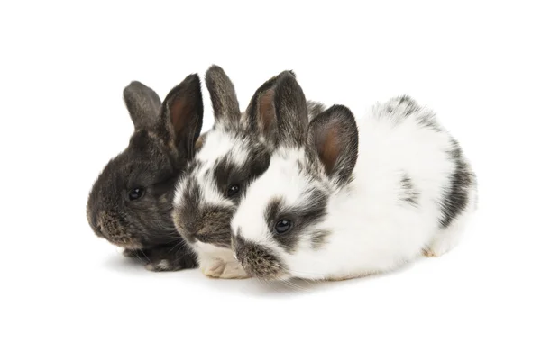 Twee kleine konijnen — Stockfoto