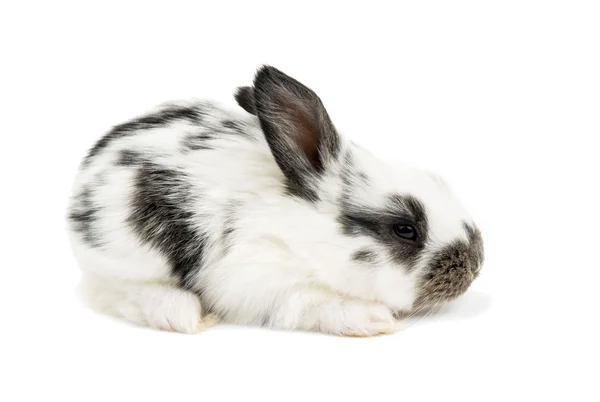 작은 귀여운 토끼 — 스톡 사진