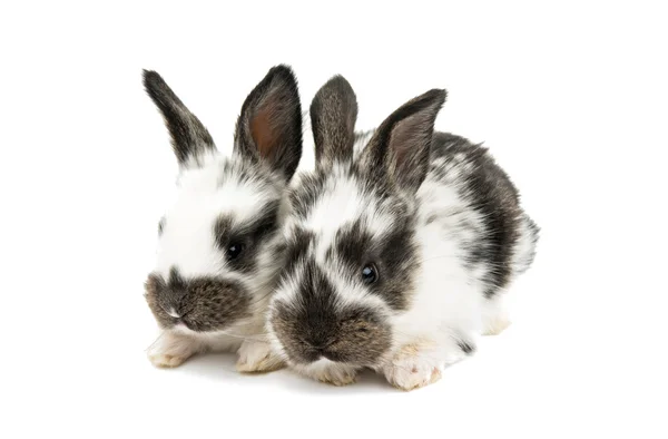 二匹のウサギ — ストック写真