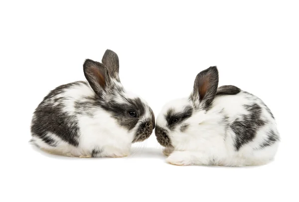 Два маленьких кролика — стоковое фото