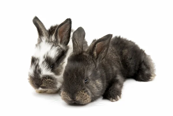 Дві маленькі кролики — стокове фото