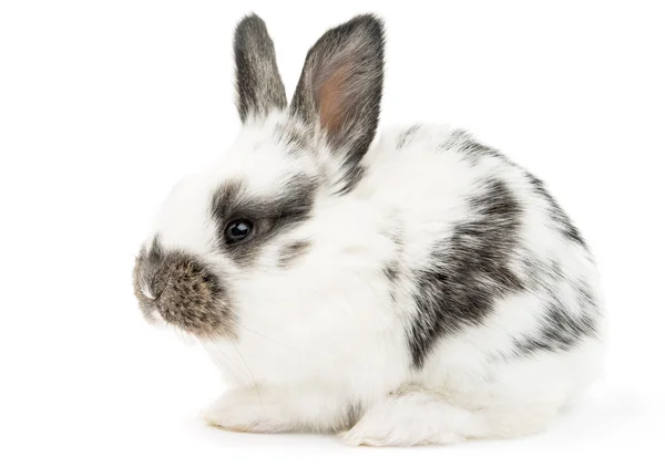 Cute little rabbit Stock Picture