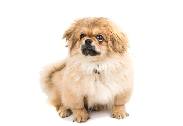 Niedliches Pekinese-Porträt — Stockfoto