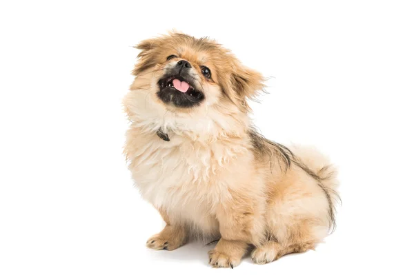 Söt pekingese porträtt — Stockfoto