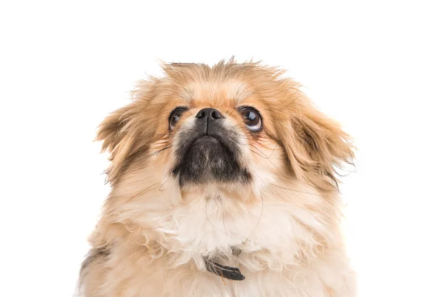 Söt pekingese porträtt — Stockfoto