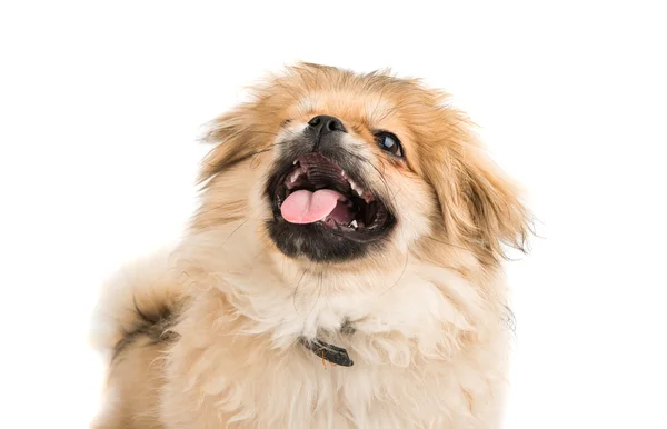 Lindo retrato pekinés — Foto de Stock