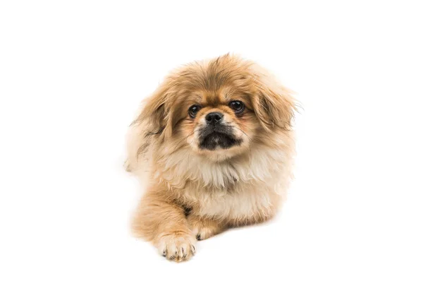 Şirin pekingese portre — Stok fotoğraf