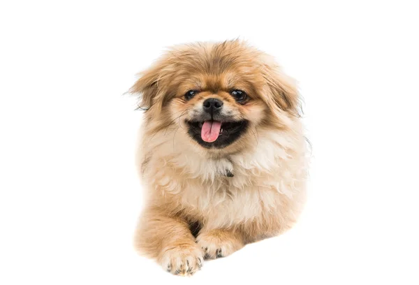 Söt pekingese porträtt — Stockfoto