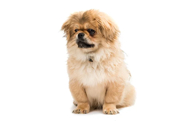 Şirin pekingese portre — Stok fotoğraf