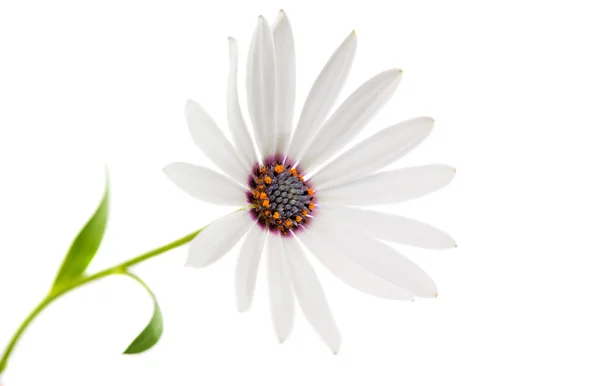 White  Osteospermum Daisy — Stock Photo, Image