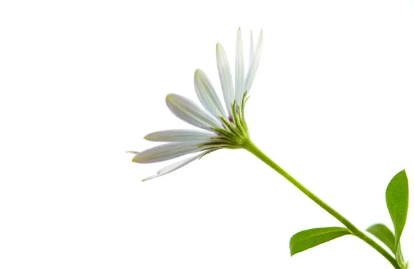 Osteospermum blanca Margarita —  Fotos de Stock