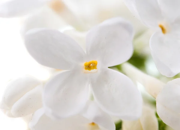 Krásný bílý šeřík — Stock fotografie