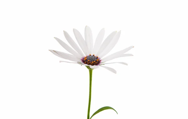 黛西 Osteospermum 白色 — 图库照片