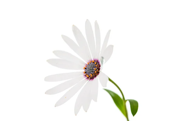 黛西 Osteospermum 白色 — 图库照片