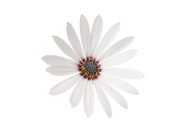Weiße Osteospermum daisy — Stockfoto
