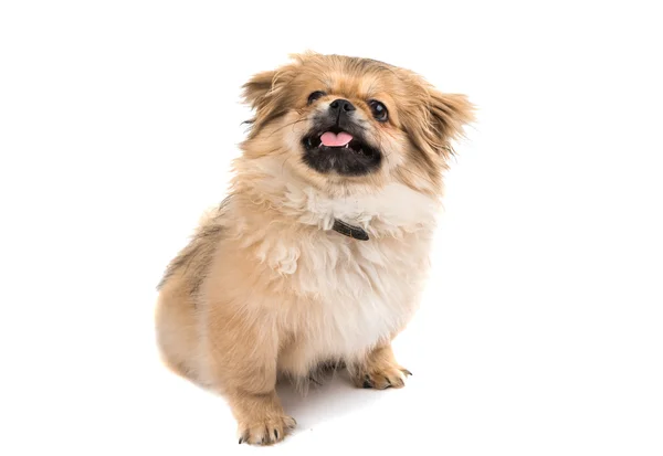 Retrato de cão pekinese — Fotografia de Stock