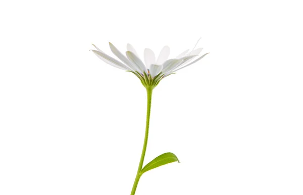 白い Osteospermum デイジー — ストック写真