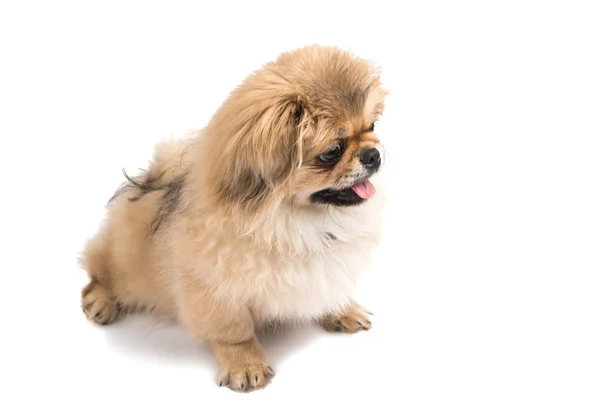 Retrato de perro pekinés — Foto de Stock