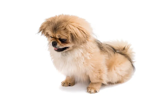 Retrato de cão pekinese — Fotografia de Stock