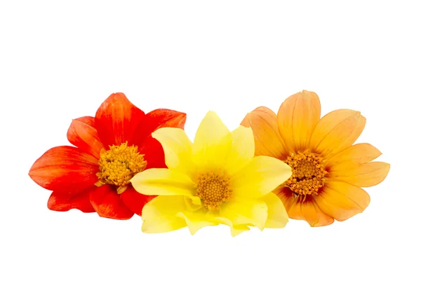 Dahlia flower — Stock Photo, Image