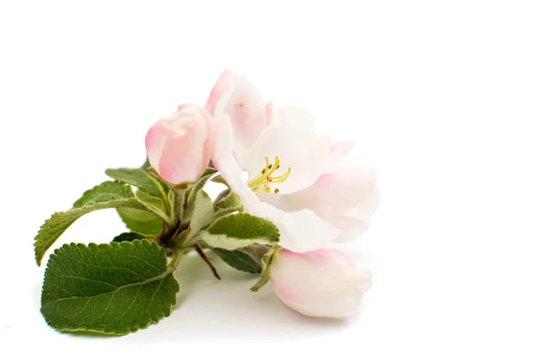 Tak van apple bloemen — Stockfoto